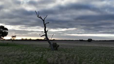 Lots-of-birds-flying-around-tree-at-sunset