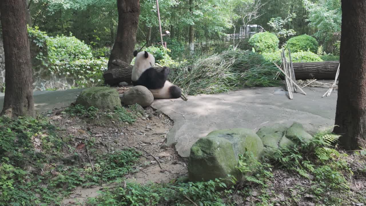 Un panda gigante si rilassa nel suo habitat naturalistico alla Dujiangyan Panda Base, sgranocchiando germogli di bambù freschi. Perfetto per documentari sulla fauna selvatica e contenuti di viaggio