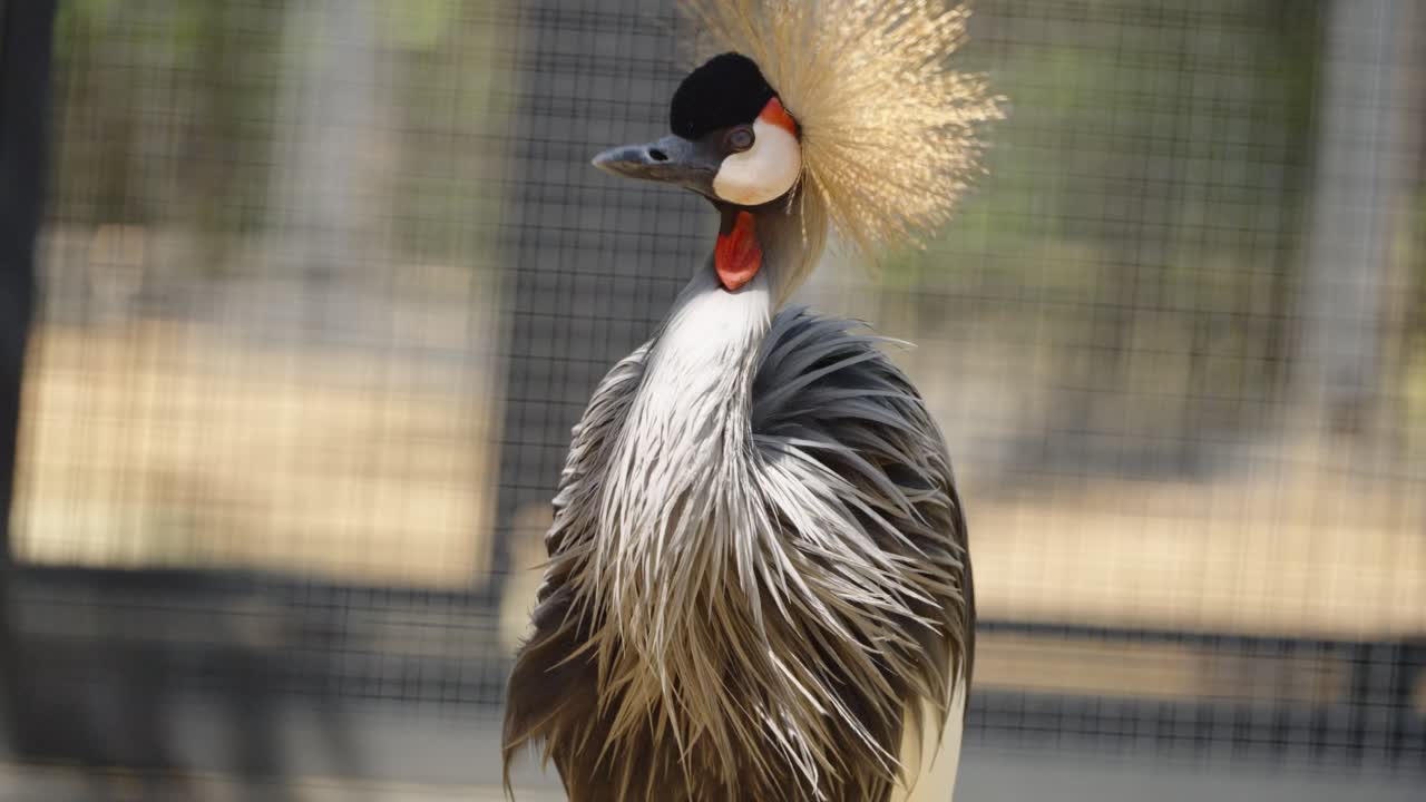 A majestic Grey Crowned Crane (Balearica regulorum) poses for a portrait, showcasing its stunning golden crest, red gular sac, and intricate grey plumage in a zoo enclosure.