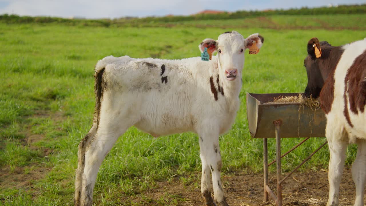 A funny calf stares at the camera with it's tongue out making a funny face, sunny day on a green pasture