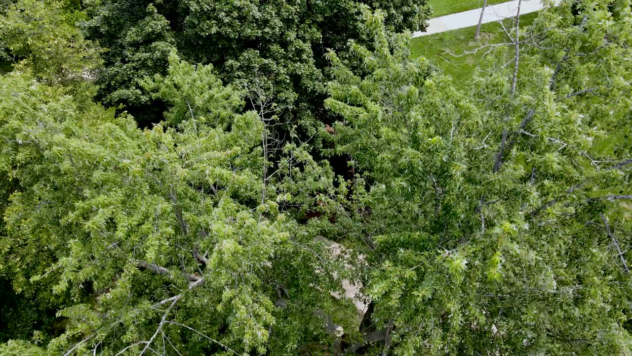 Beautiful trees as seen from the air on campus