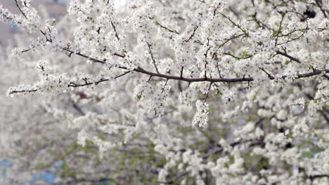fondo de la primavera. árbol en flor en la primavera. flor de cerezo en la primavera