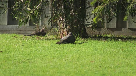 Dos-Pájaros-Tórtolas-Posados-En-El-Césped-De-Un-Jardín-Con-Plumas-Regordetas,-Australia,-Gippsland,-Victoria,-Maffra,-Un-Día-Soleado