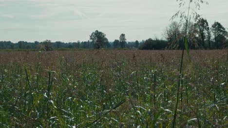 expansive rural landscape with tall wild grass under a clear sky