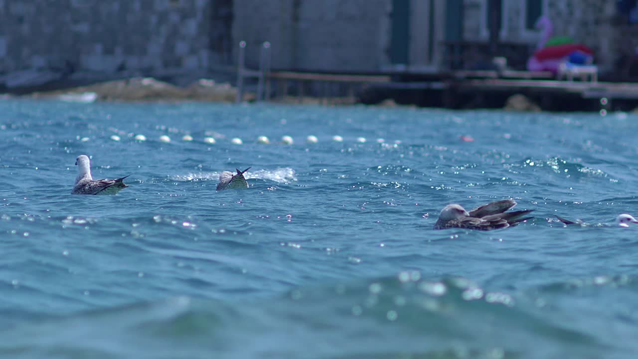 더운 여름날 바다 표면에서 헤엄치는 바다새들