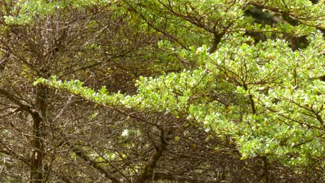 Green-Thorntail-flies-around-a-tree-looking-for-food