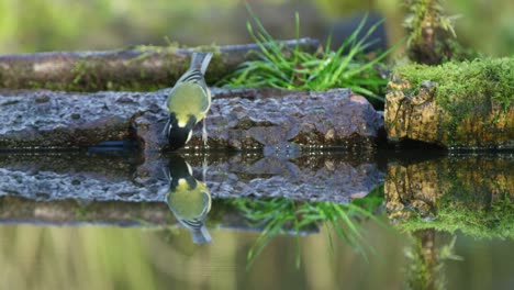 eurasian blue tit, drinks near a body of water