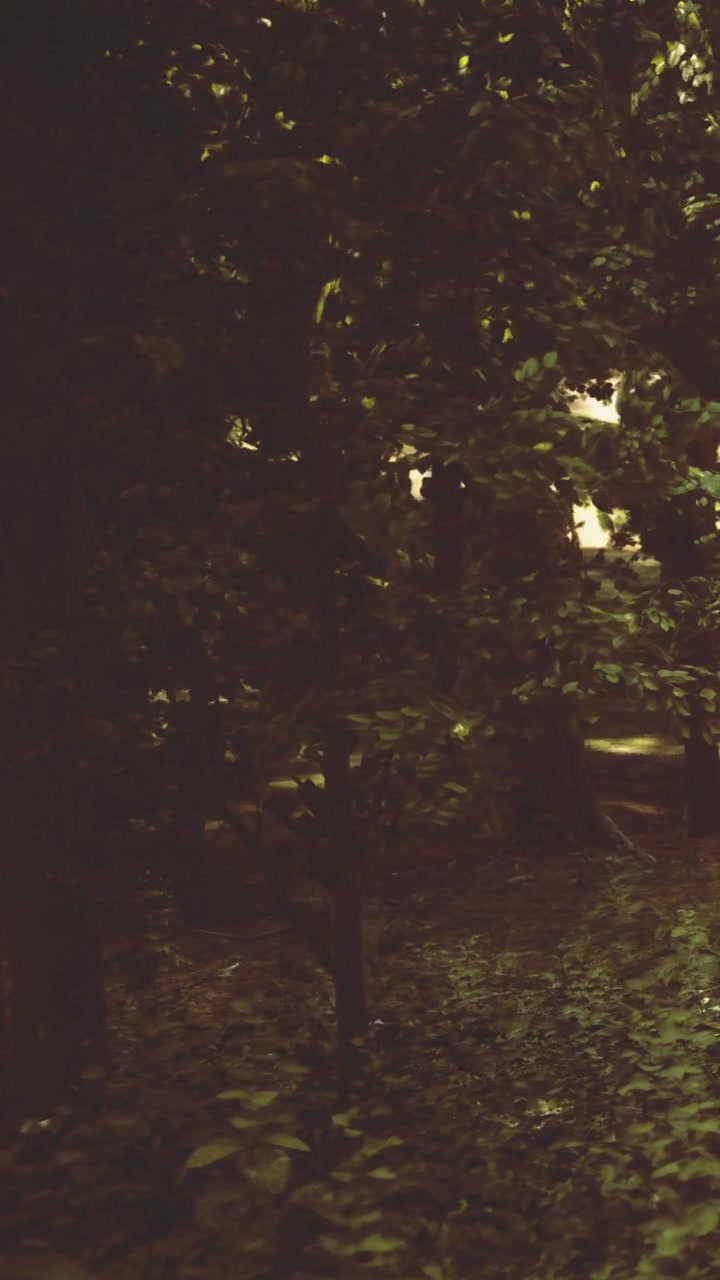 Camminando lungo un sentiero buio nel bosco con alberi e cespugli di notte.