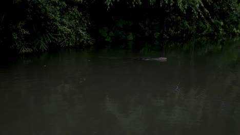 komodo dragon is swimming in the lake