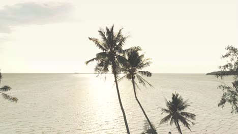 aerial flight against coconut palm trees with sea and sun lights on background