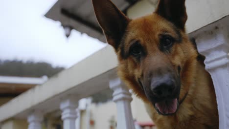 german shepherd hanging in a house