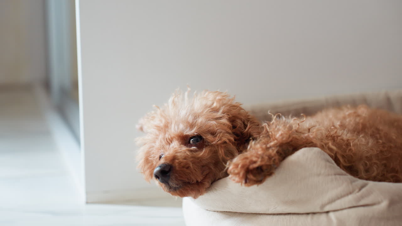 Fluffy brown puppy resting in cozy pet bed on tiled floor, gazing curiously around with attentive eyes as clear glass door stands by side in modern home interior, bathed in soft natural light