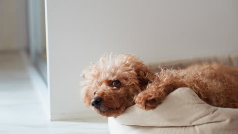fluffy brown puppy resting in cozy pet bed on tiled floor, gazing curiously around with attentive eyes as clear glass door stands by side in modern home interior, bathed in soft natural light