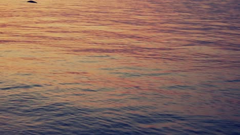 reflection of the golden sunset shine on water ripple
