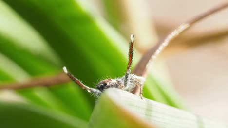 Male-peacock-spider-flashes-colour-and-jumps-away