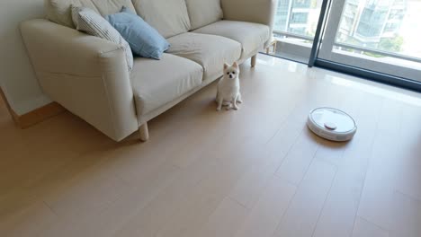 pomeranian dog and robotic vacuum cleaner