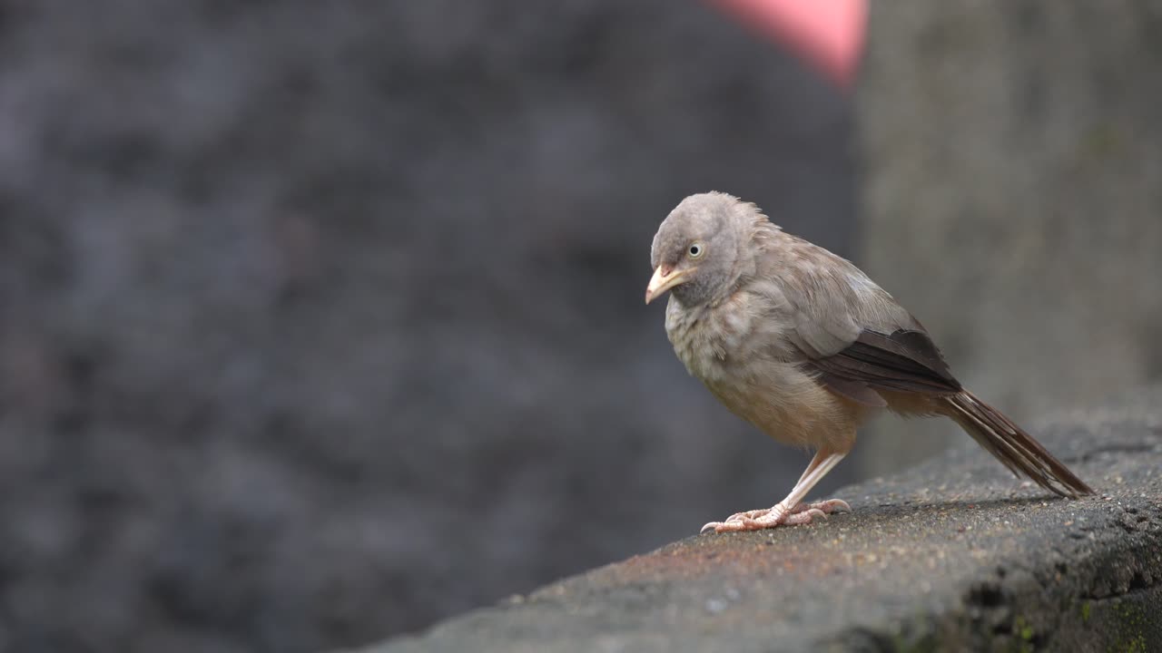 벽에 있는 인도 마을의 수다쟁이