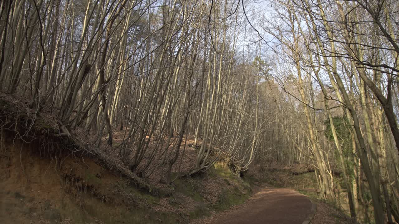 エピックな森 樹木 枝 葉 根 太陽 雲