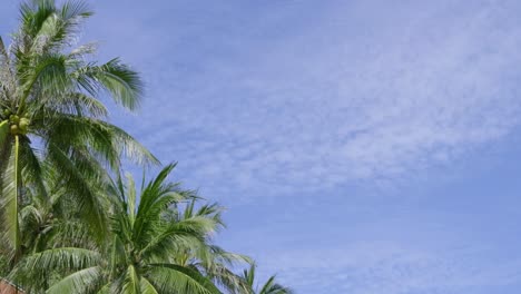 Tropical palm trees against blue sky with copy space