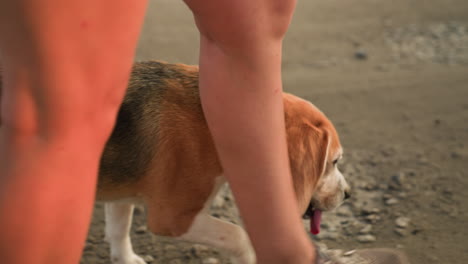 close-up of individual's legs walking along dusty gravel road in rural environment, wearing casual sneakers, dog walking alongside with tongue out and leash around the neck