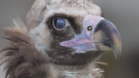 el buitre cinereo (aegypius monachus) es un gran pájaro raptor que se distribuye en gran parte de la eurasia templada. también se le conoce como el buitre negro, monje o buitre negro eurasiático.