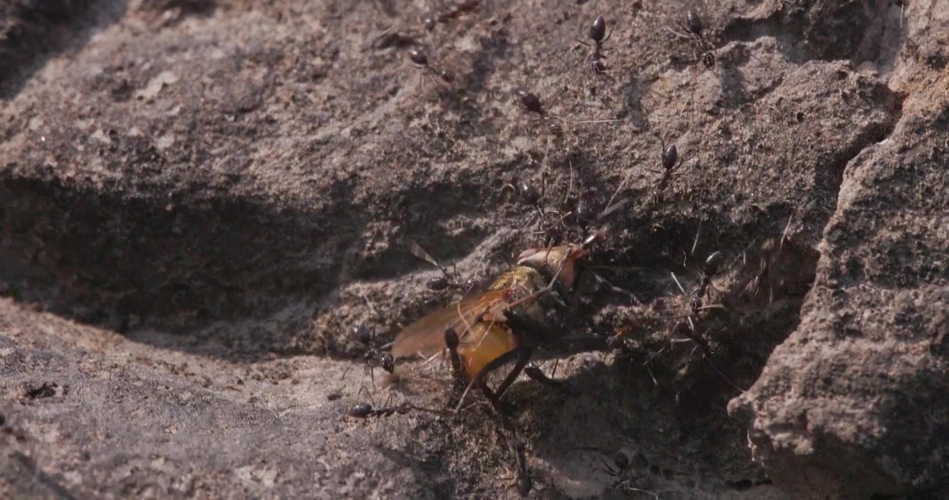 Formiche nere che trasportano una mosca morta colorata su una pietra; lavoro di squadra in una parata estiva macro al rallentatore.