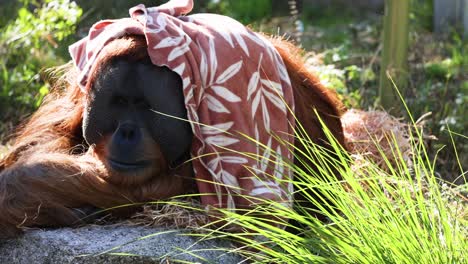 orangutan resting with blanket in natural habitat