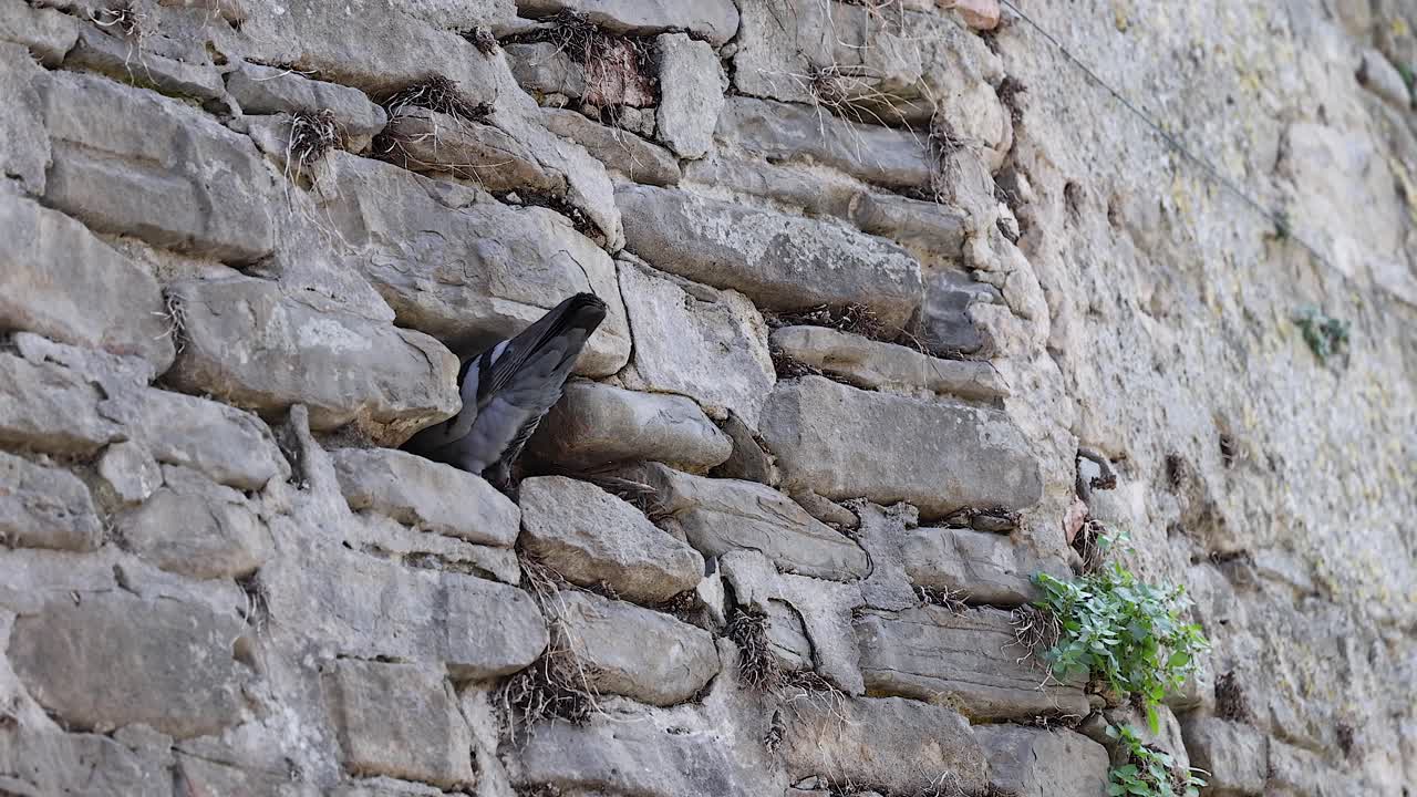돌 벽의 균열과 상호 작용하는 비둘기