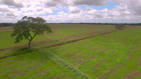 Imágenes-Aéreas-De-Un-árbol-Solitario-En-Medio-De-Un-Campo-De-Arroz