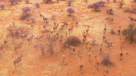 remarkable aerial shot of eland antelope migrating across the bush and savannah of africa near erindi namibia 3