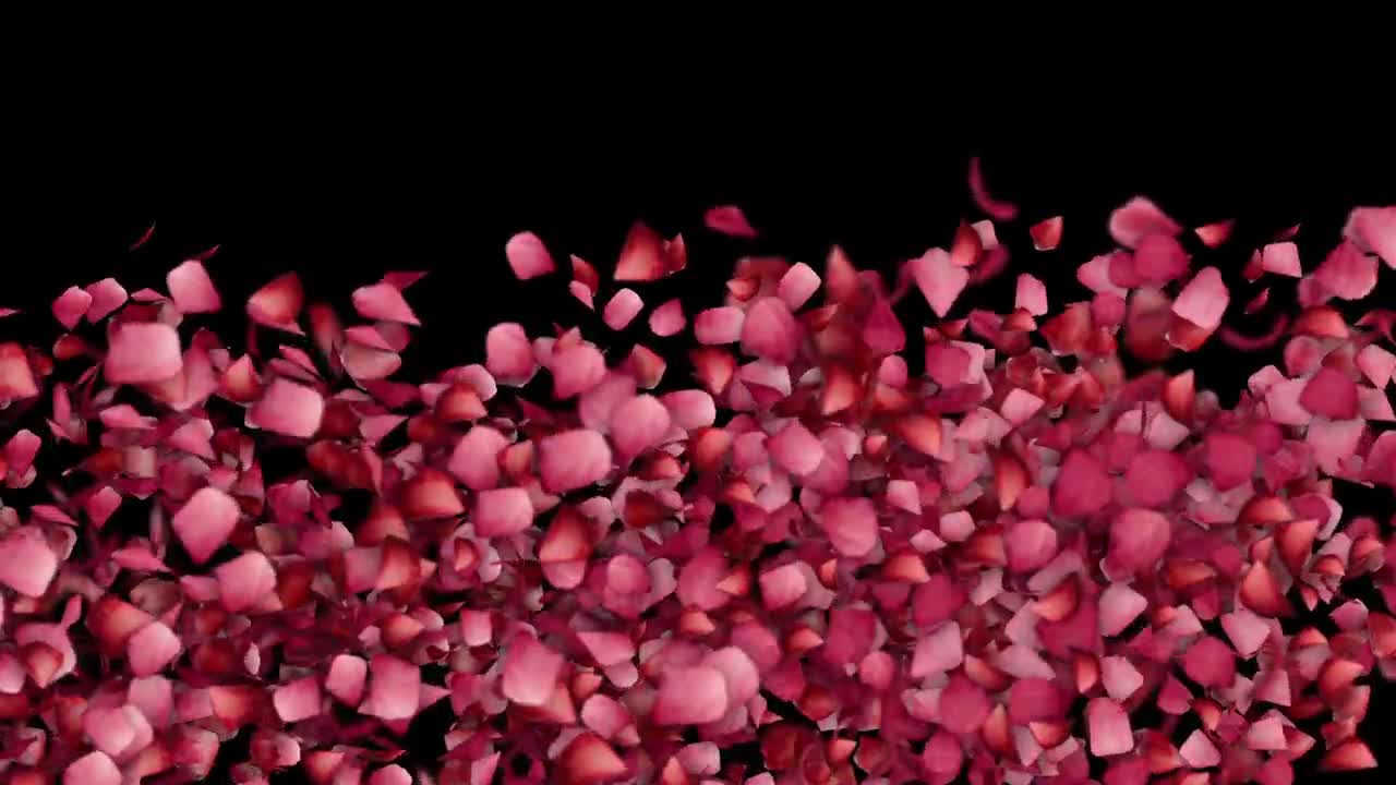 Petali di rosa che cadono su sfondo nero