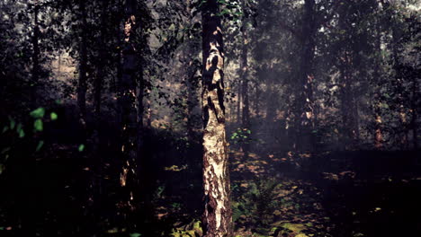 sunlit forest path