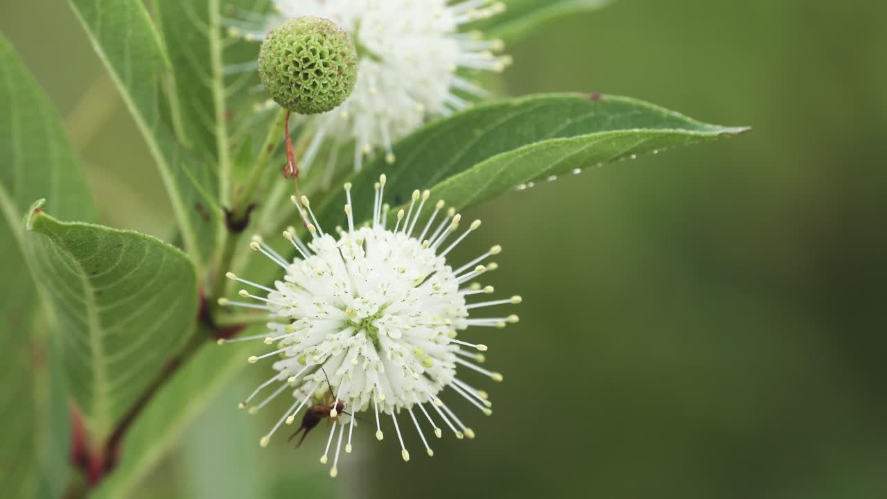 bug arrastrándose alrededor de una macro de planta buttonbush cerrar