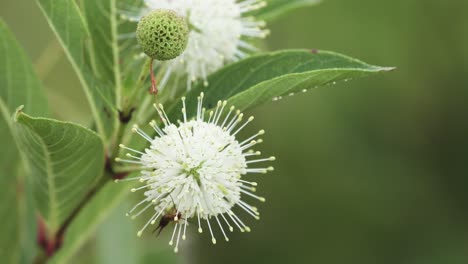 Käfer,-Der-Um-Eine-Knopfbusch-Pflanzenmakro-Kriecht,-Aus-Nächster-Nähe