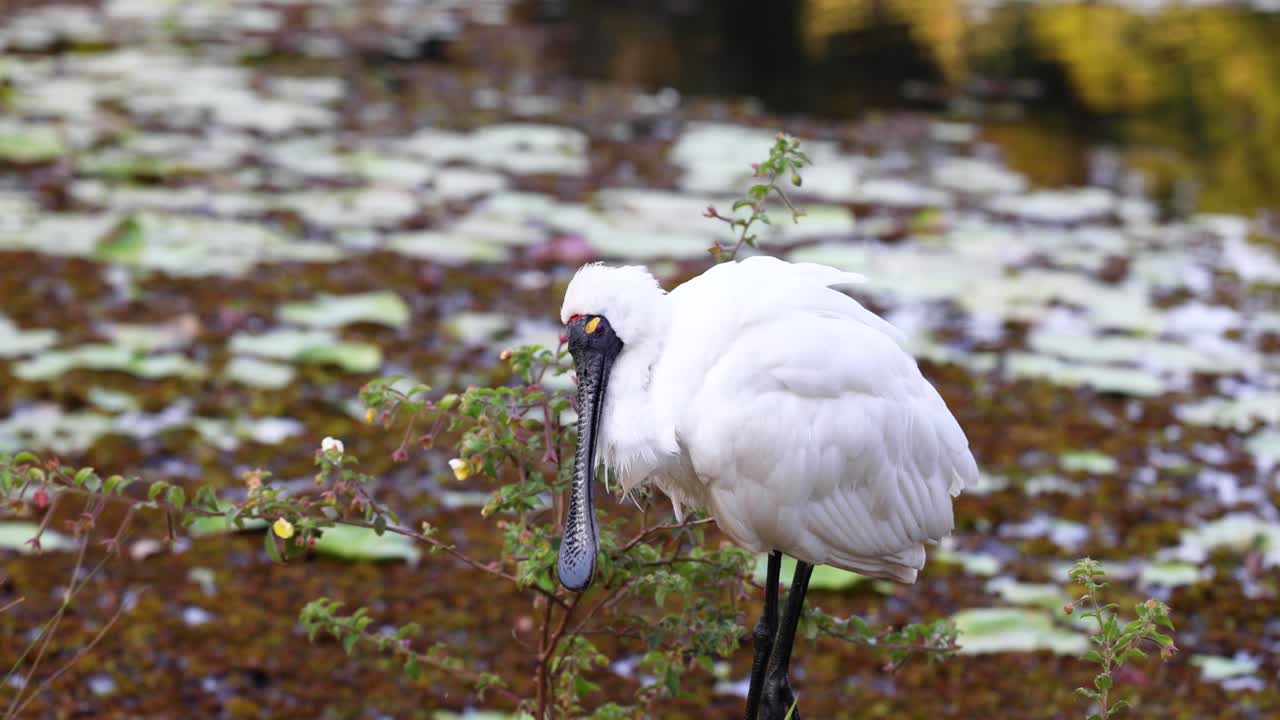 pájaro de la cuchara de pie cerca de un estanque