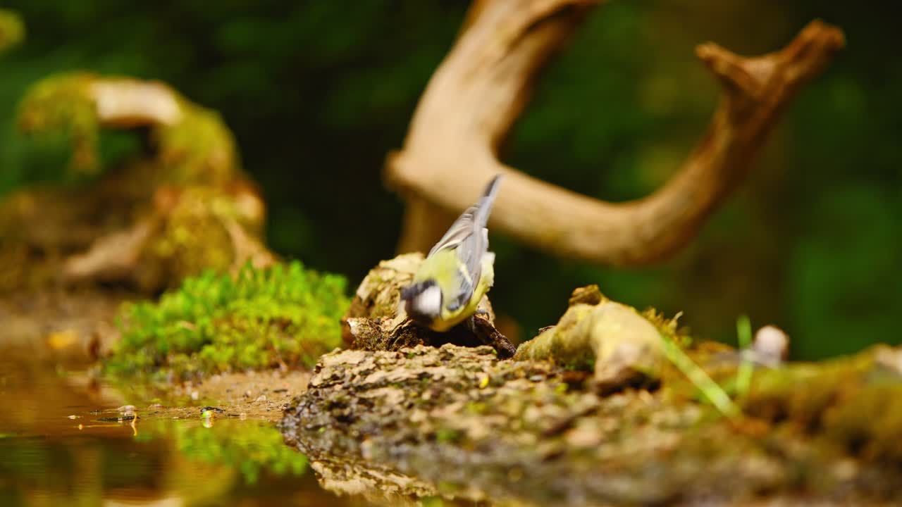 большой тит в фризеленде, нидерланды, летит вдоль сломанного бревна рядом с водоемом, а затем улетает.