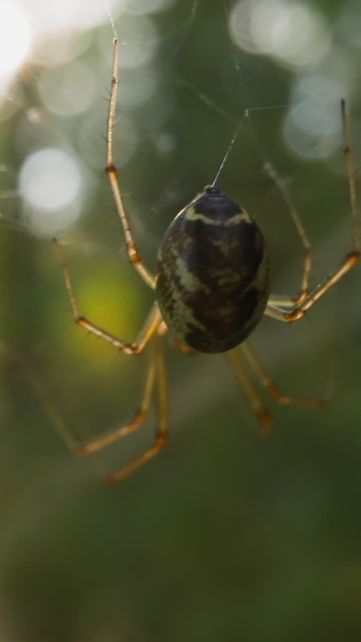Cute lazy spider with thin brown legs rests on web waving in wind in wood slow motion. Probe lens shot of wild nature macro view bokeh effect