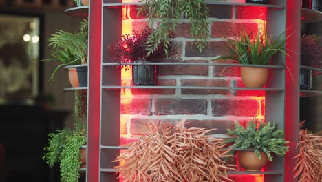 potted plants on illuminated shelves against a red-lit brick wall