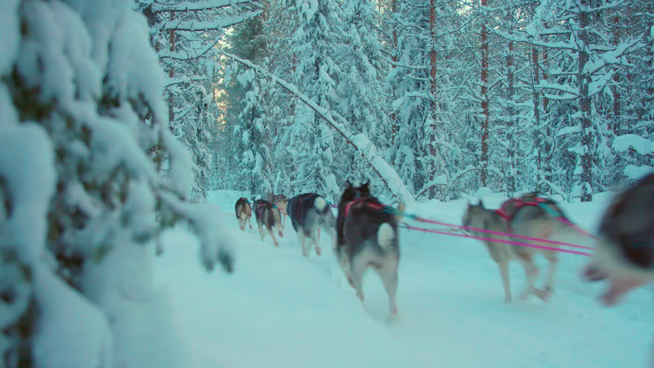 equipo de trineos tirados por perros husky corriendo a cámara lenta a través del sendero de laponia del bosque nevado