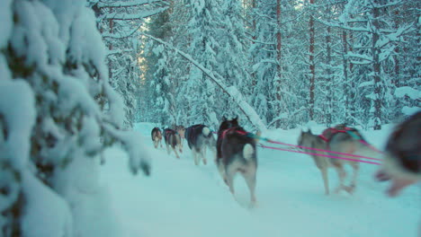 husky dog sledding team running slow motion through snowy woodland lapland trail