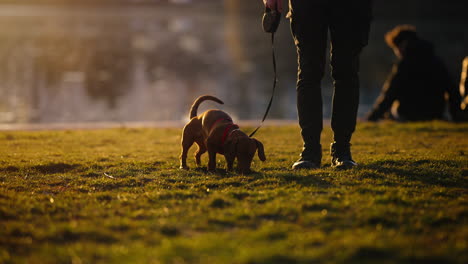 slow motion shot of a sausage dog smelling the different areas of grass in the park