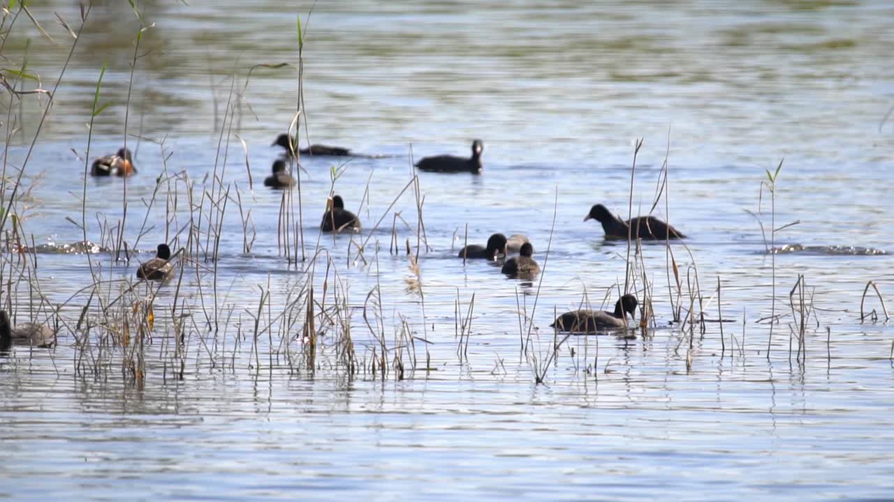 Swimming and eating in open water