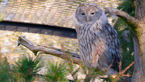 Búho-Ural-Sentado-En-Una-Rama,-Dentro-De-Una-Jaula,-Buscando-Una-Presa---Strix-Uralensis---Tiro-Estático