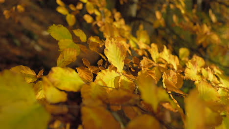 Hojas-De-Otoño-Moviéndose-Lentamente-En-El-Viento-Tranquilo