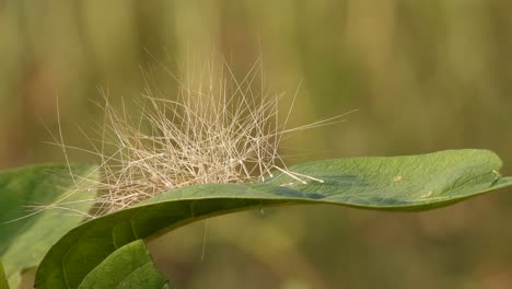 Blatt---Pfeile---Grün---Gold