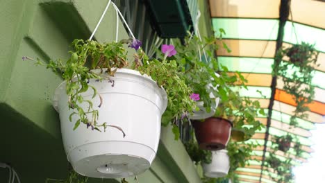 hanging plants on building wall