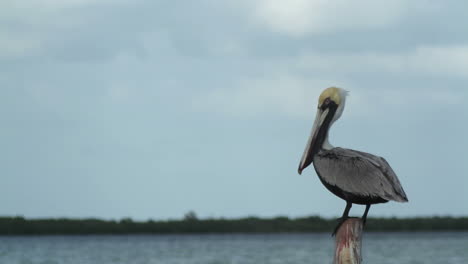 aves vida silvestre mexico