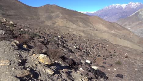 un rebaño de cabras pastando en la ladera de una colina con las montañas del himalaya al fondo