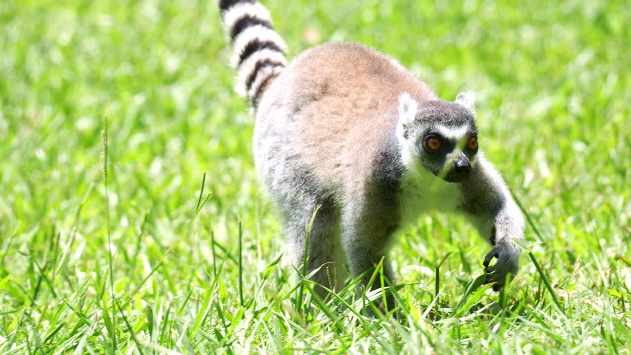 Um lêmure-de-cauda-anelada (Lemur catta) caminha no chão gramado, foto de perto
