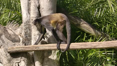 spider-monkey-walks-across-log-and-sits-down-to-look-at-you